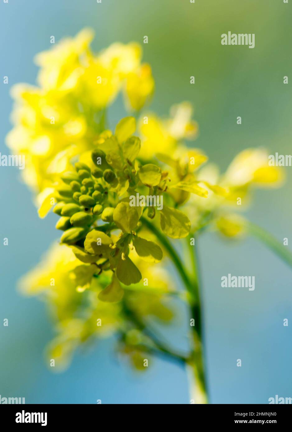Brassica nigra , senape nera Foto Stock