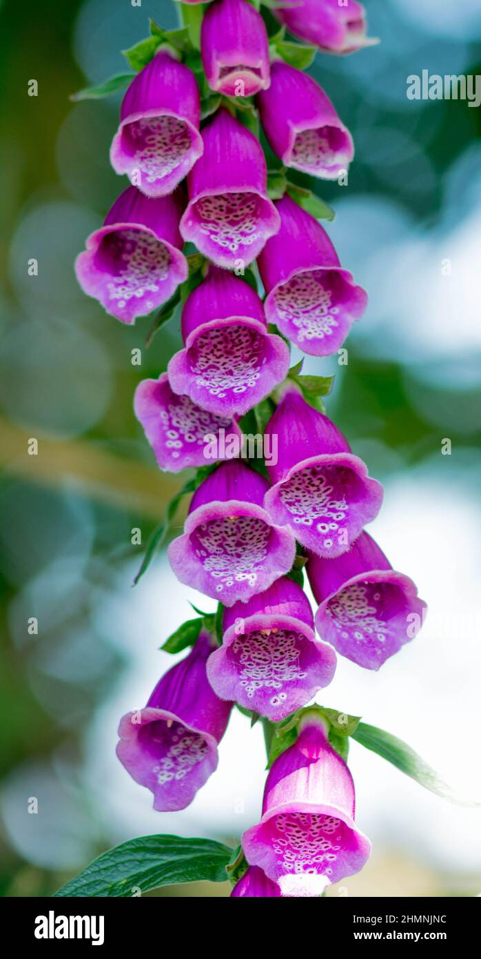 Digitalis purpurea L. Foxglove Foto Stock