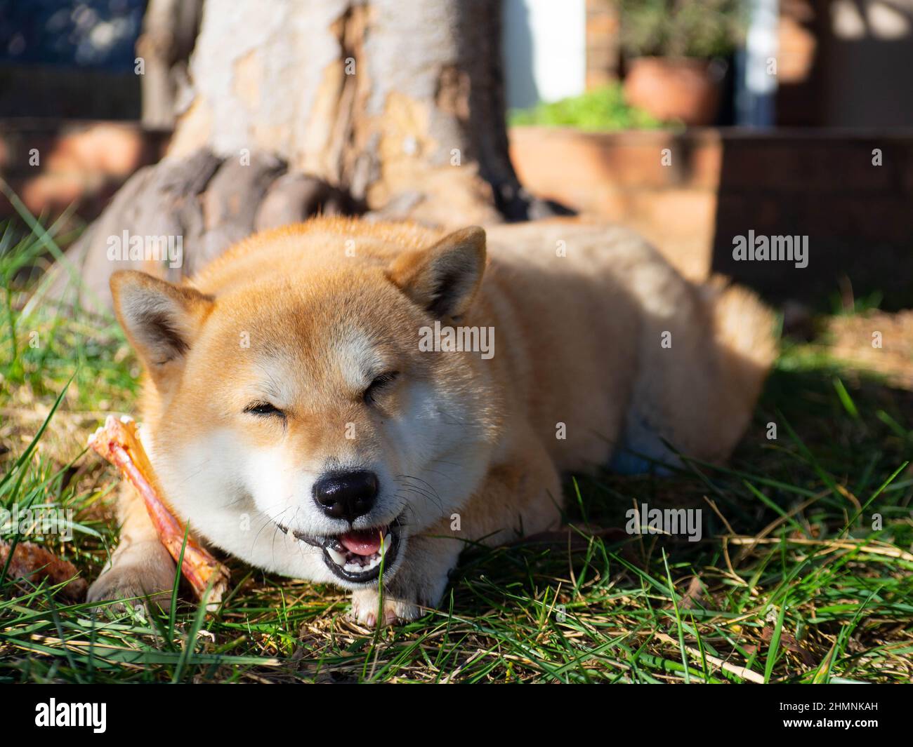 Il cucciolo di Shiba Inu sembra una piccola volpe Foto Stock