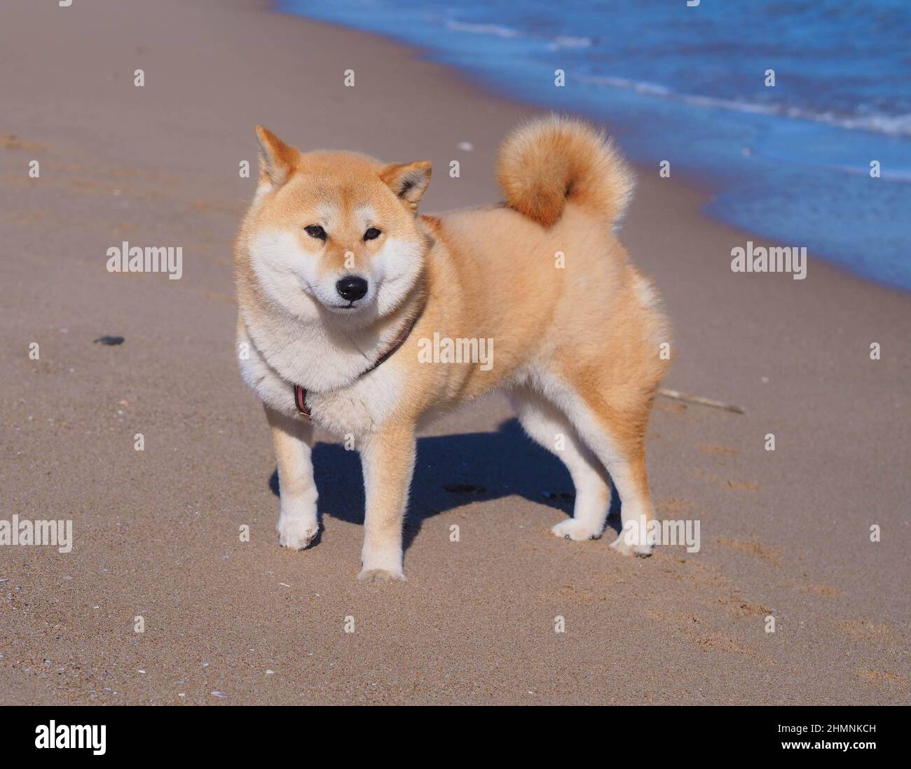 Il cucciolo di Shiba Inu sembra una piccola volpe Foto Stock