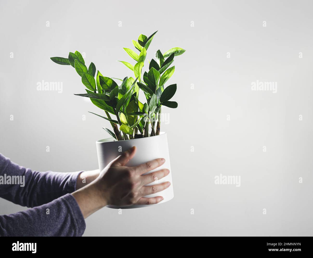 Mani che tengono zamioculcas, o zamiifolia zz pianta in un vaso bianco, giardinaggio casa e pianta decorazione casa concetto, copia spazio Foto Stock