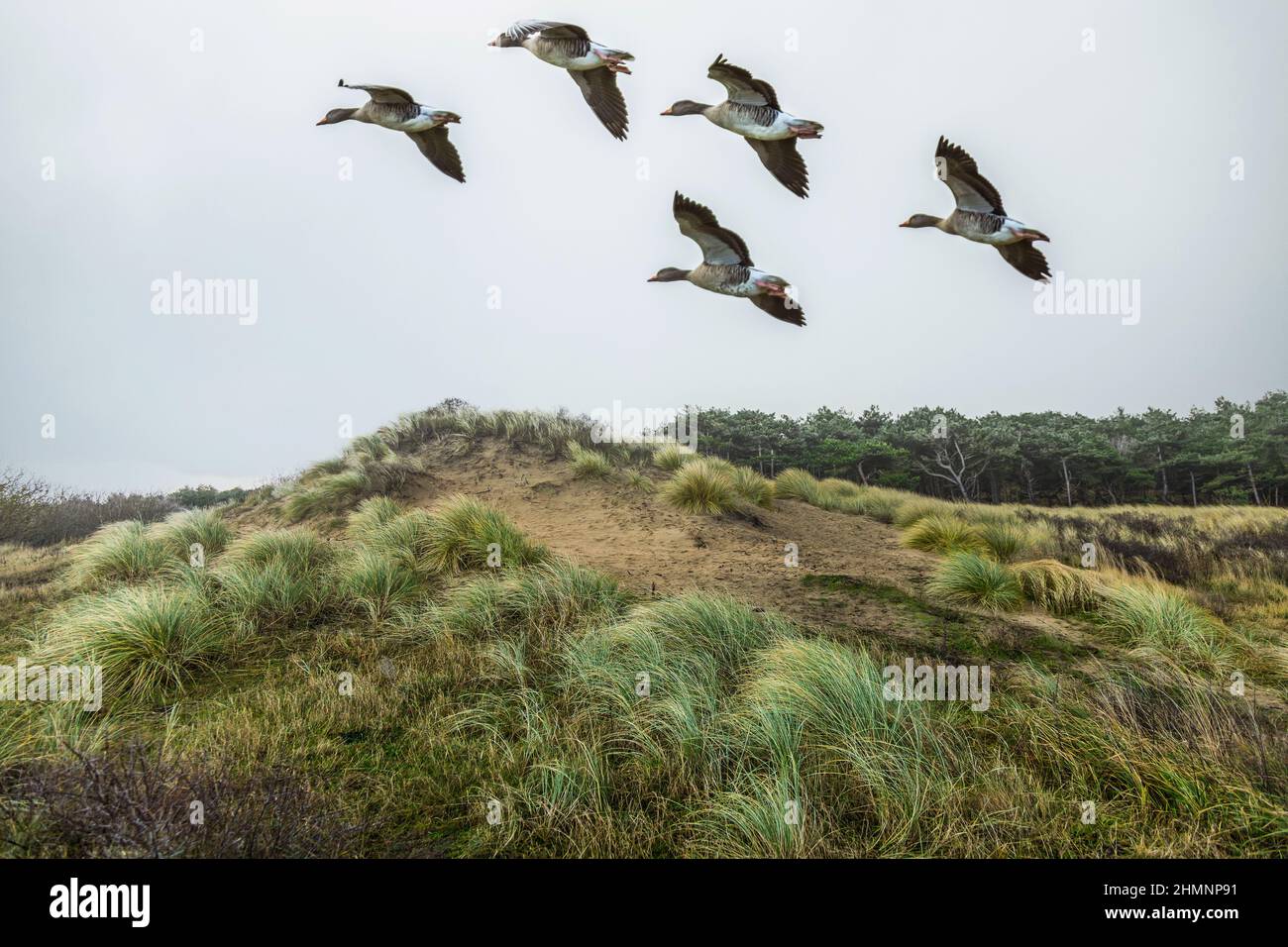 Foto di un paesaggio di dune volanti con Greylag Geese volante in Hollands Duin vicino a Noordwijk nella provincia olandese del Sud Olanda con vista prospettica Foto Stock