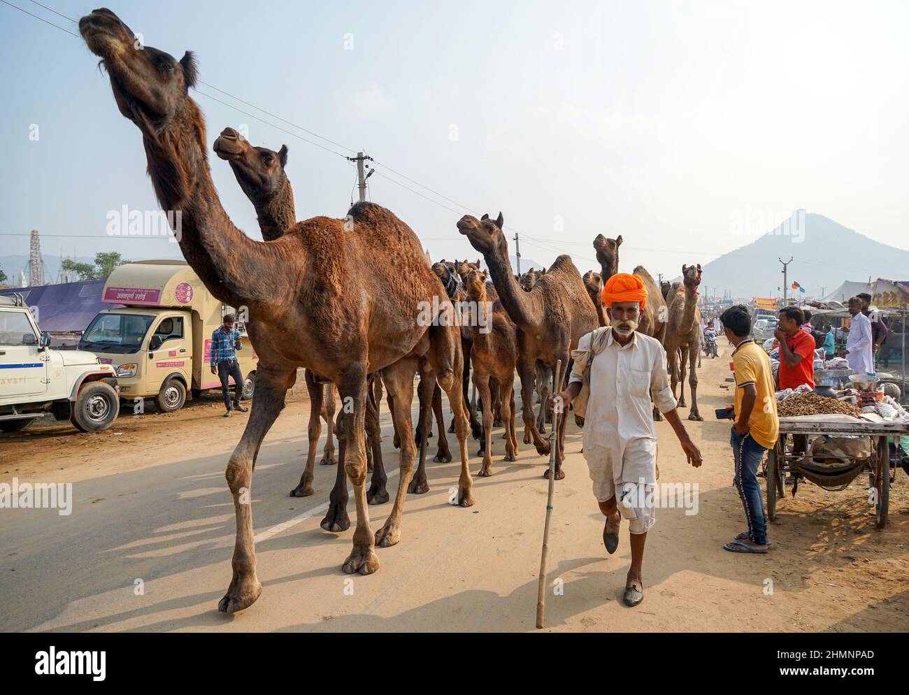 Cammello driver con i suoi cammelli sulla strada per Pushkar Camel Fair, Rajasthan, India Foto Stock