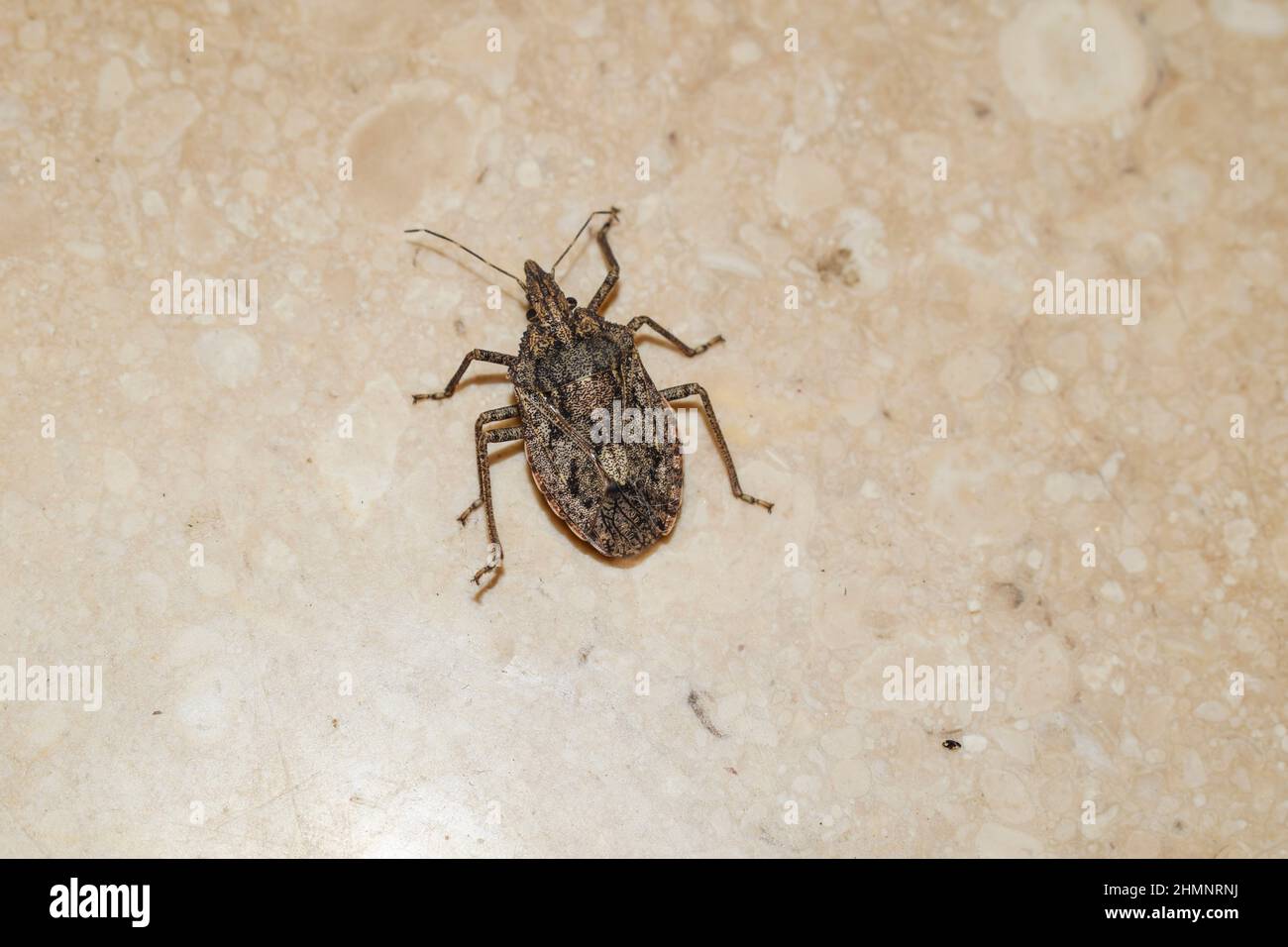 Brochymena insetto bug antropode 6 zeppa piedi su pavimenti casa. Principalmente all'aperto visto bug Foto Stock