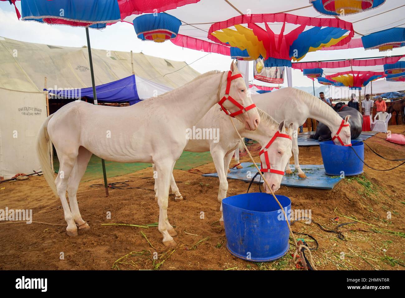 Cavalli bianchi Marwari che si nutrono nella scena mattutina alla Fiera del cammello di Pushkar in Rajasthan, India Foto Stock