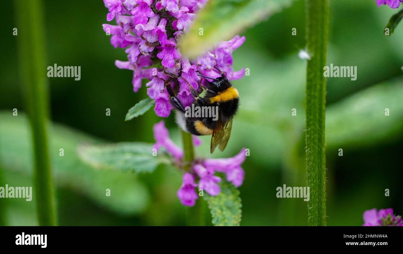 Bumblebee su un fiore - primo piano Foto Stock