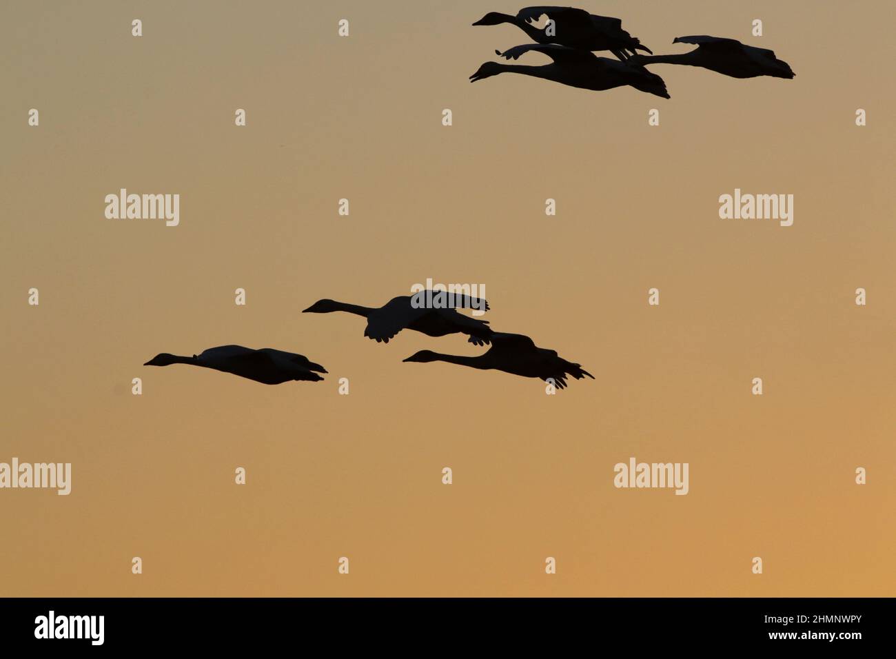 Whooper vola in volo, con una silhouette che si staglia contro il cielo Foto Stock
