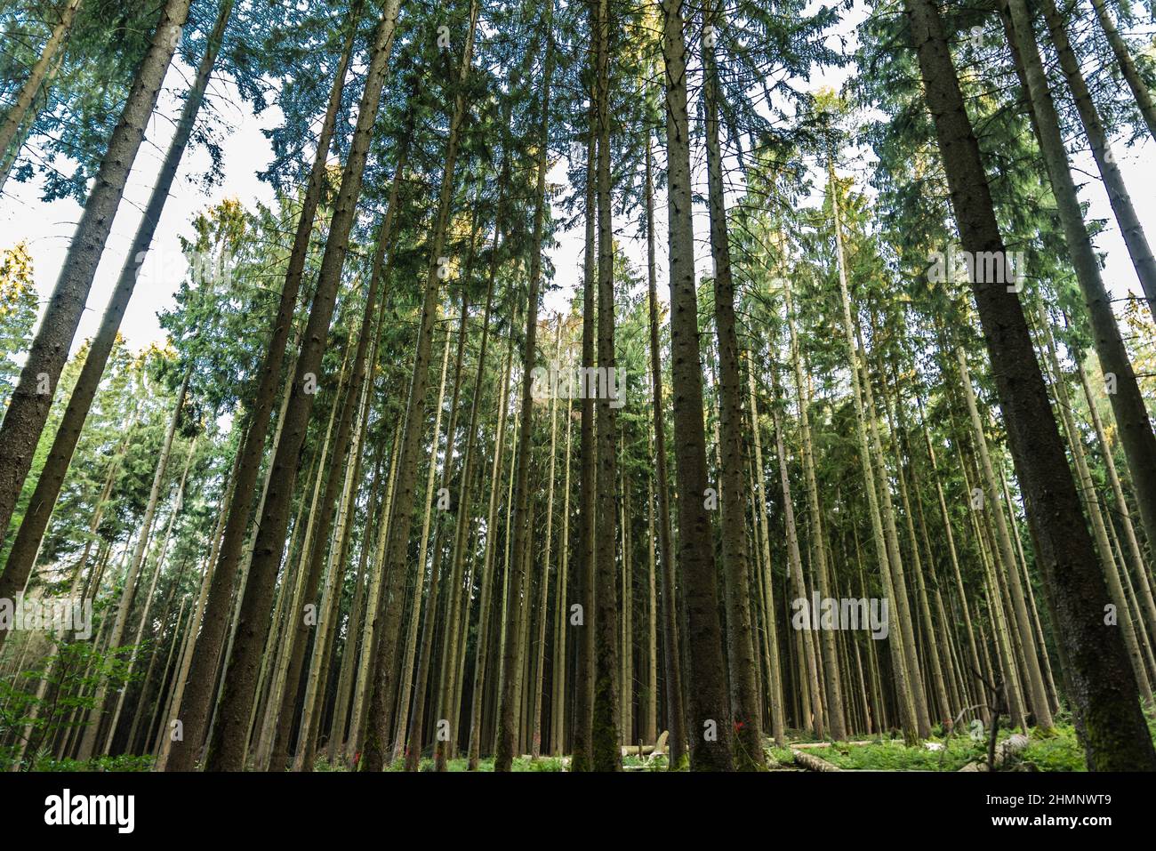 Gruppo di alberi sottili nei boschi bavaresi , Mespelbrunn, Germania Foto Stock