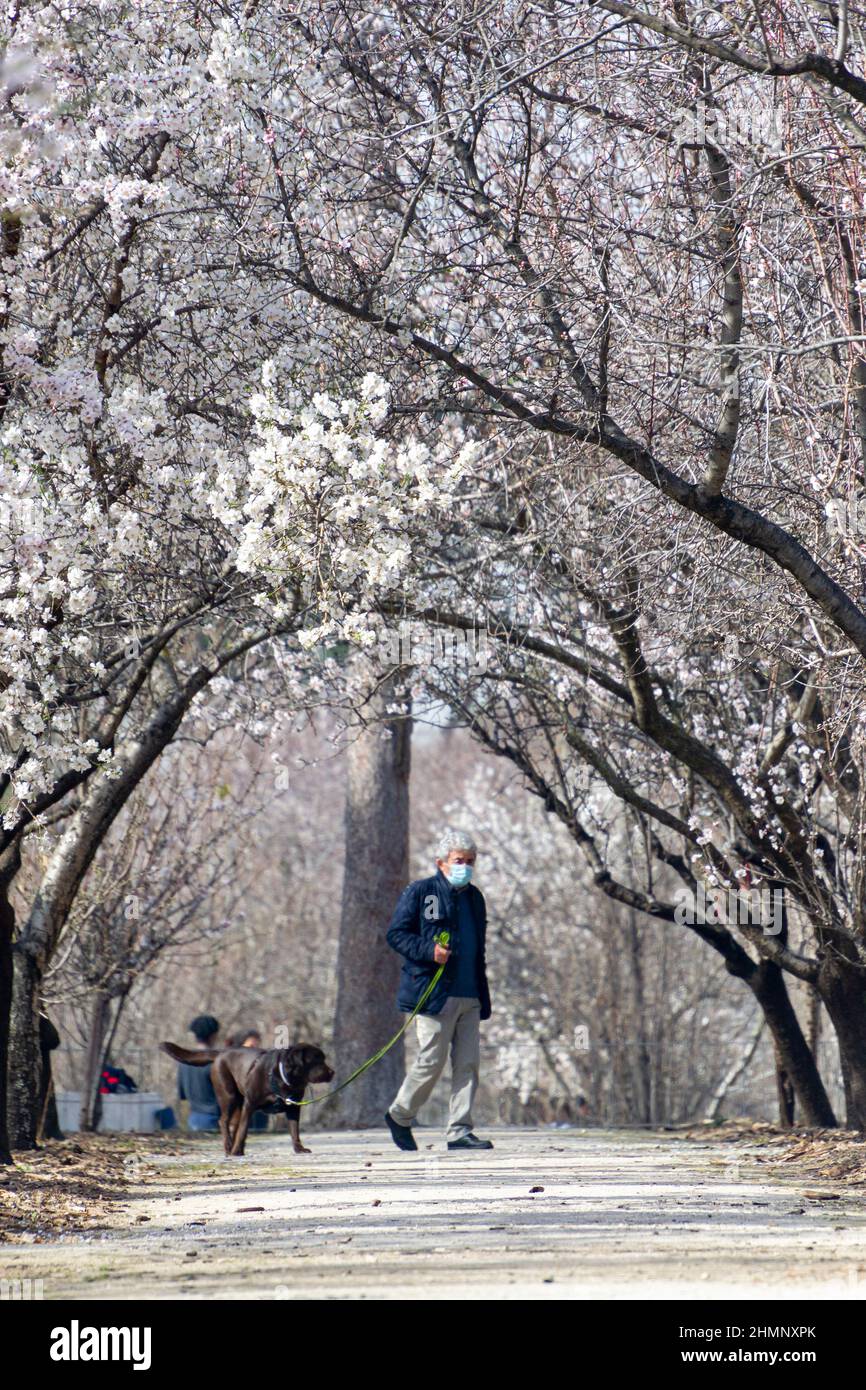 Uomo con cane a piedi circondato da fiori bianchi di mandorli in piena fioritura in primavera nel parco El Retiro a Madrid, in Spagna. Europa. Foto Stock