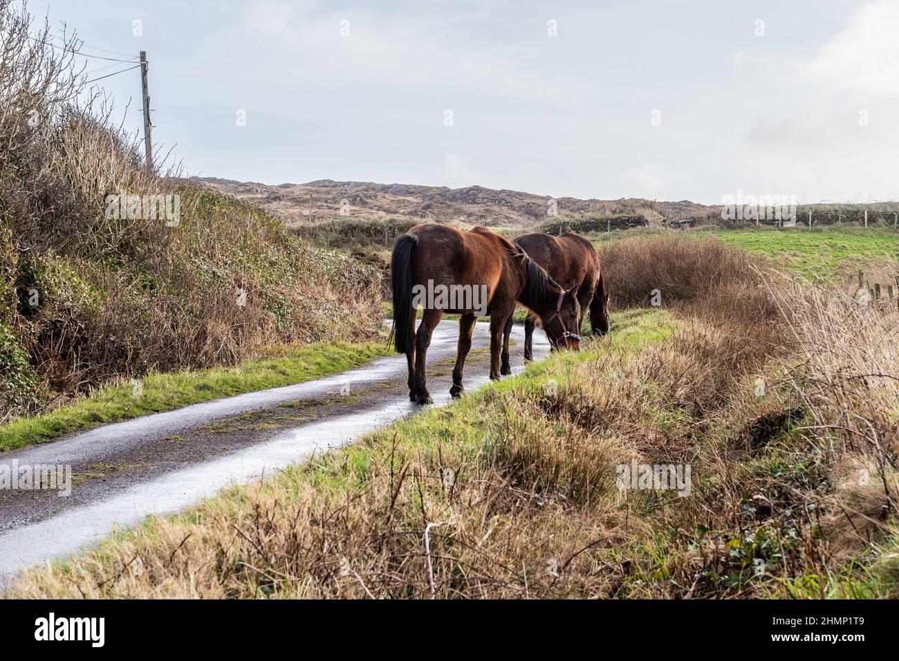 Testa di pecora, Cork occidentale, Irlanda. 11th Feb 2022. Due cavalli vanno per una passeggiata sulla testa di pecora questa mattina, guidata da un cane. Anche se i cavalli hanno tenuto un furgone, la congestione non durò a lungo. Fotografia: Andy Gibson. Credit: AG News/Alamy Live News Foto Stock