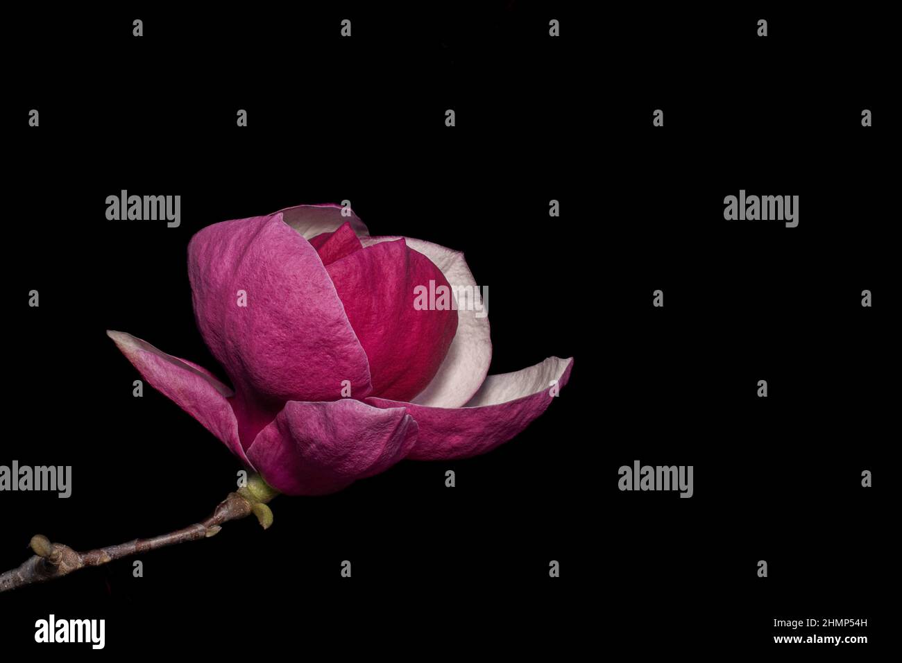 Ape impollinando fiore, foto di fiore per carte anniversario personalizzato Foto Stock
