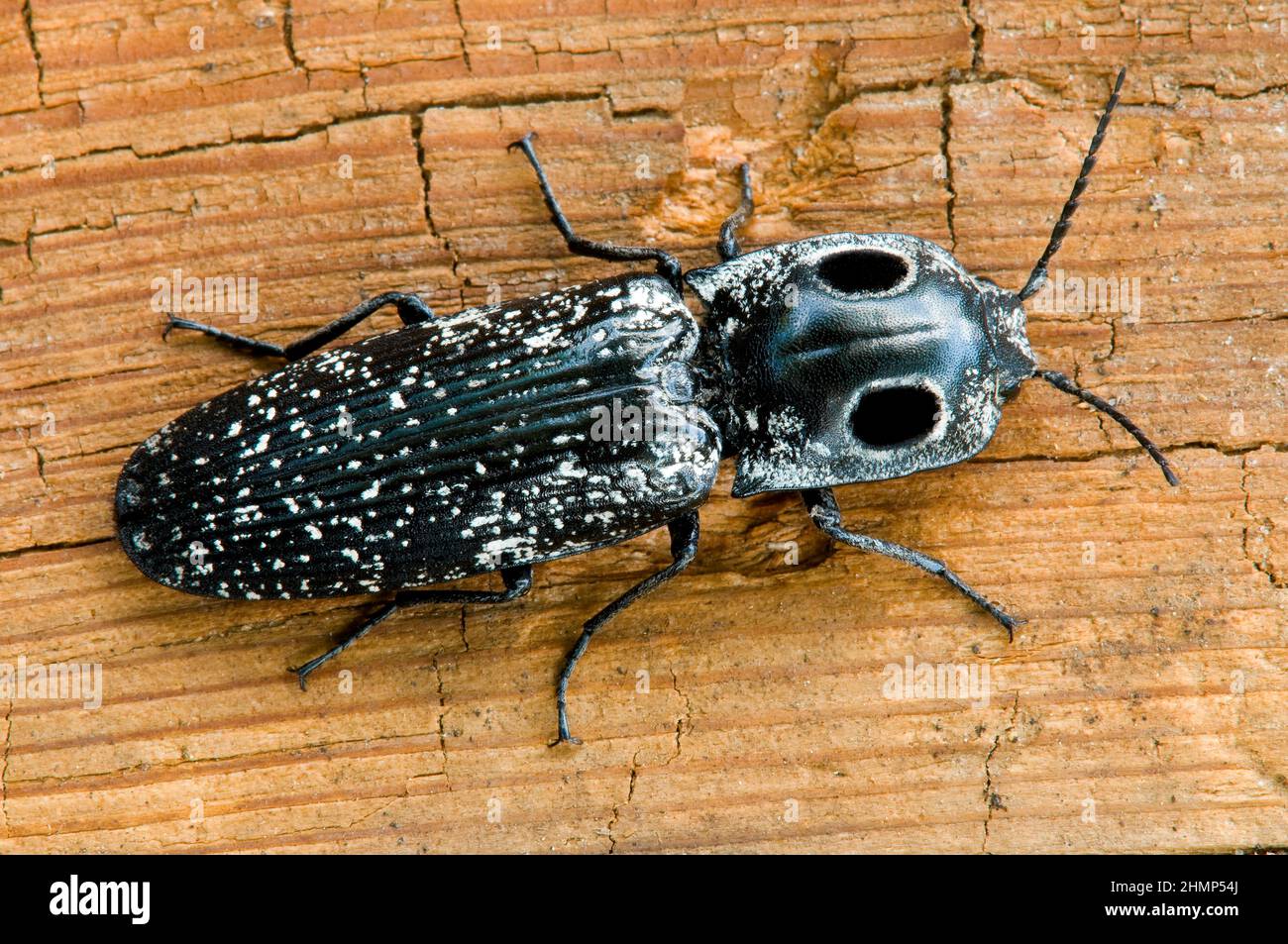 Eastern Eyed Click Beetle (Alaus oculatus) riposante su legno che sta marciando, Foresta, e USA, di Skip Moody/Dembinsky Photo Assoc Foto Stock