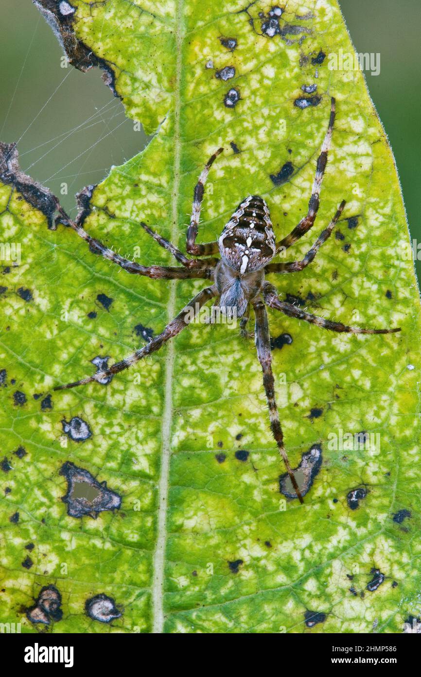 Croce o Giardino Spider su foglia comune di alghe (Asclepias syriaca), e USA, di Skip Moody/Dembinsky Photo Assoc Foto Stock