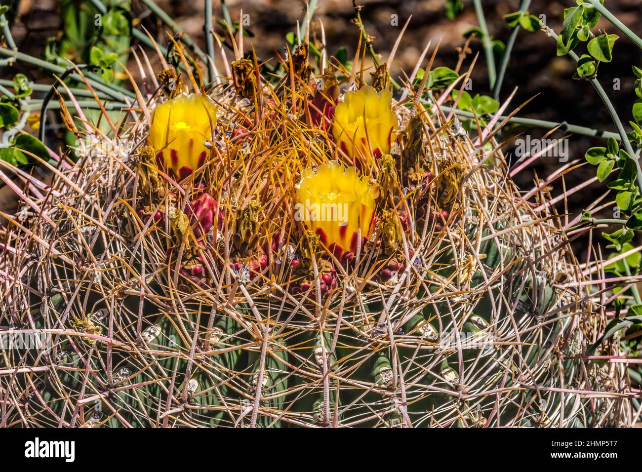 Fiori gialli Compass Barrel Cactus fiore Macro ferocactus cylindraceus deserto Giardino Botanico Phoenix Arizona Foto Stock