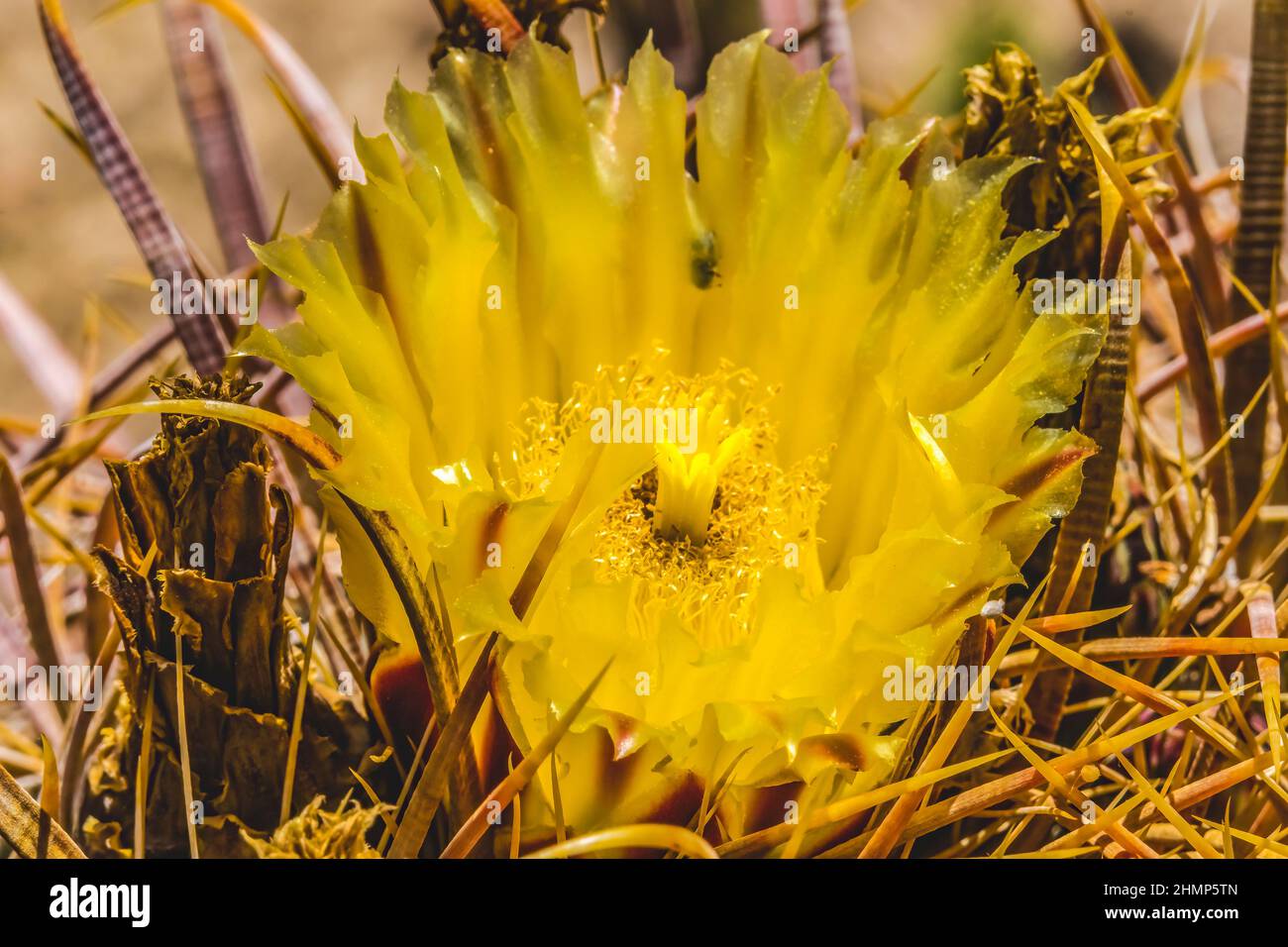 Fiore giallo Compass Barrel Cactus fiore Macro ferocactus cilindraceus deserto Giardino Botanico Phoenix Arizona Foto Stock