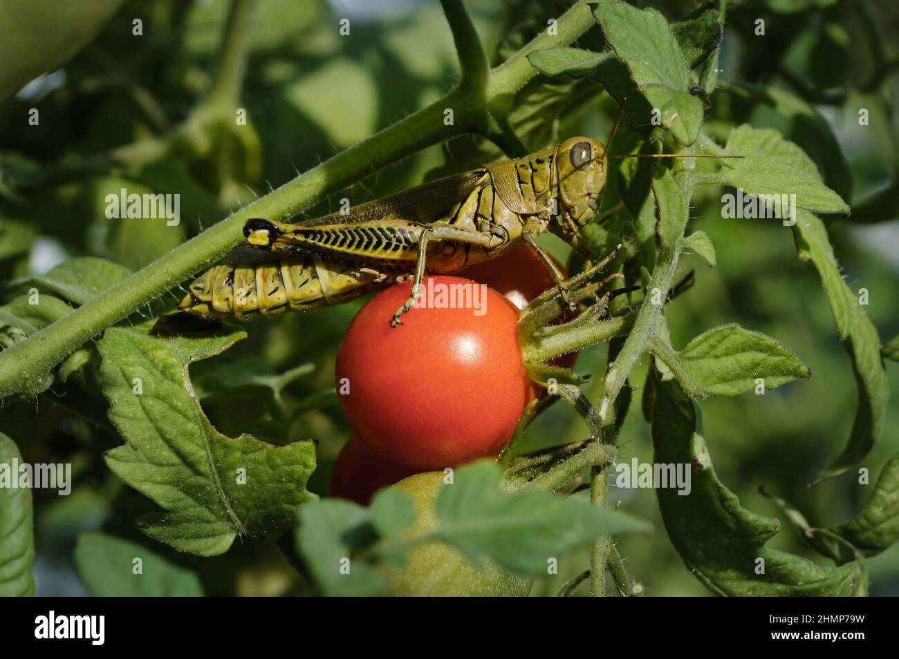 Grasshopper verde seduto su un pomodoro rosso ciliegia in un giardino Foto Stock