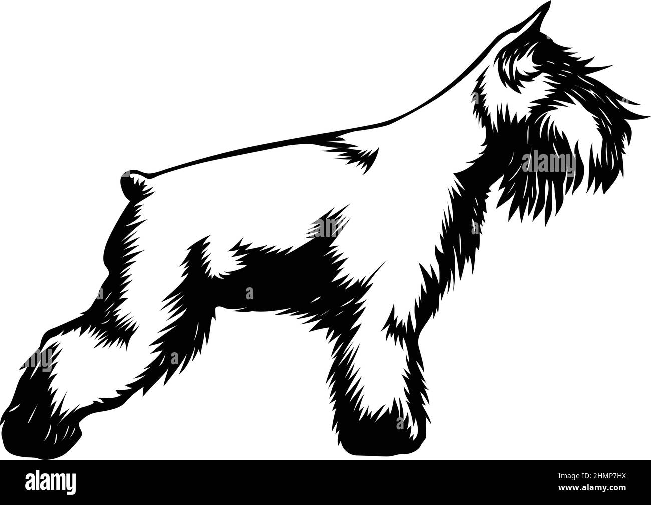 Mini Schnauzer Dog Vista laterale Illustrazione Vettoriale