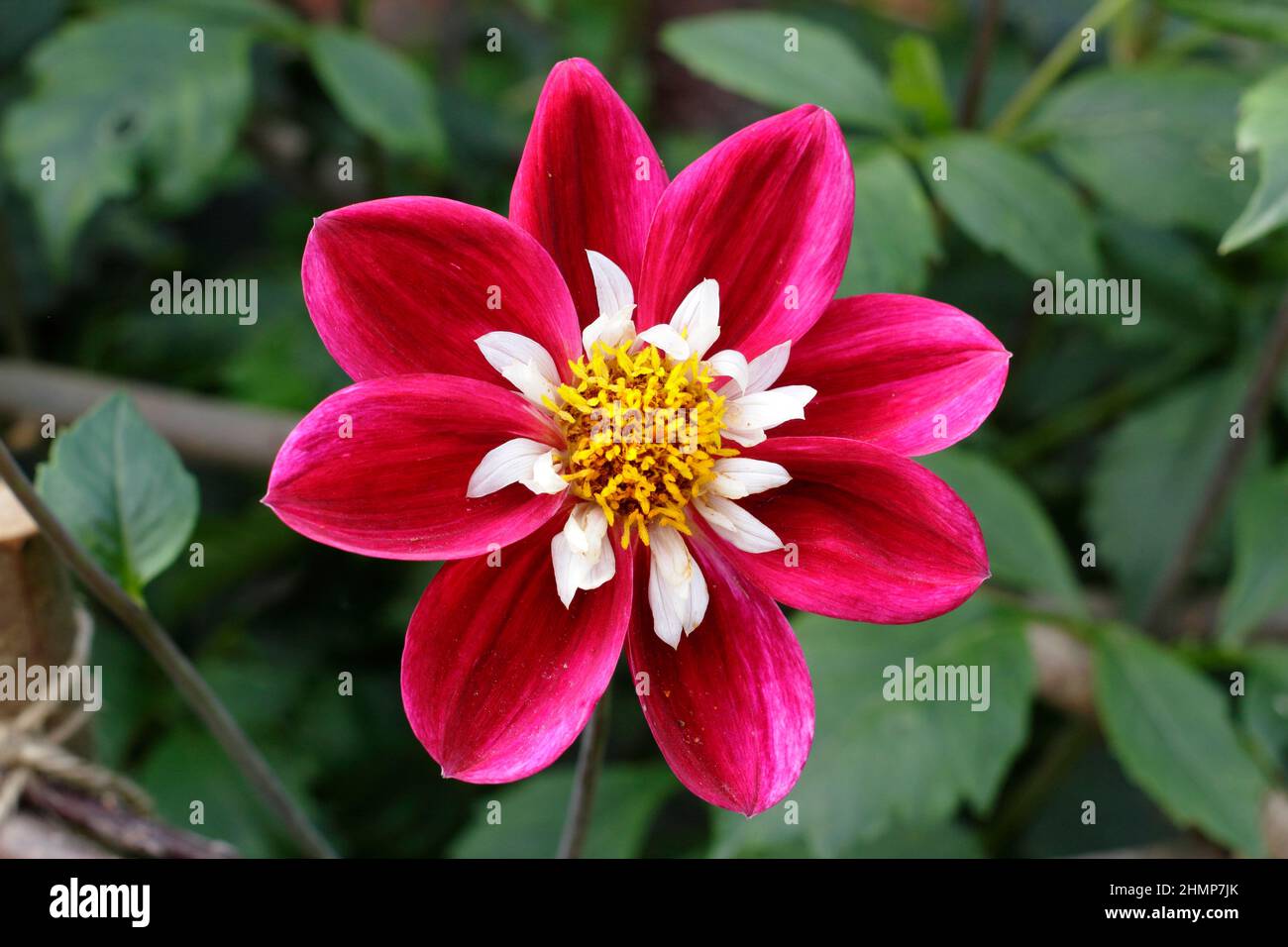 Dalhia 'Mary Eveline' collarette dahlia fiore a volte scritto Mary Evelyn. REGNO UNITO Foto Stock