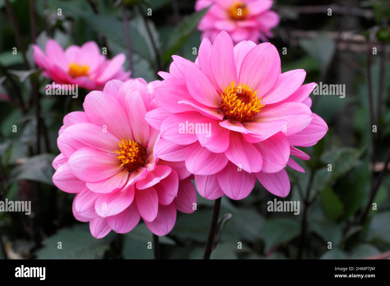 Dahlia Rosamunde, dahlia rosa aperto con fogliame scuro. REGNO UNITO Foto Stock