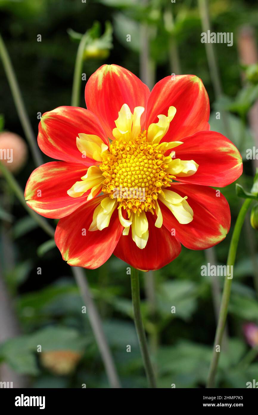 Dahlia 'Pooh', una collarette dahlia che mostra caratteristici petali rossi di arancio. REGNO UNITO Foto Stock