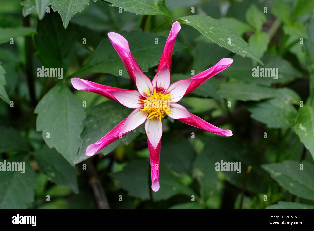 Dahlia 'Midnight Star', libera fioritura stella varietà fiore dahlia. REGNO UNITO Foto Stock