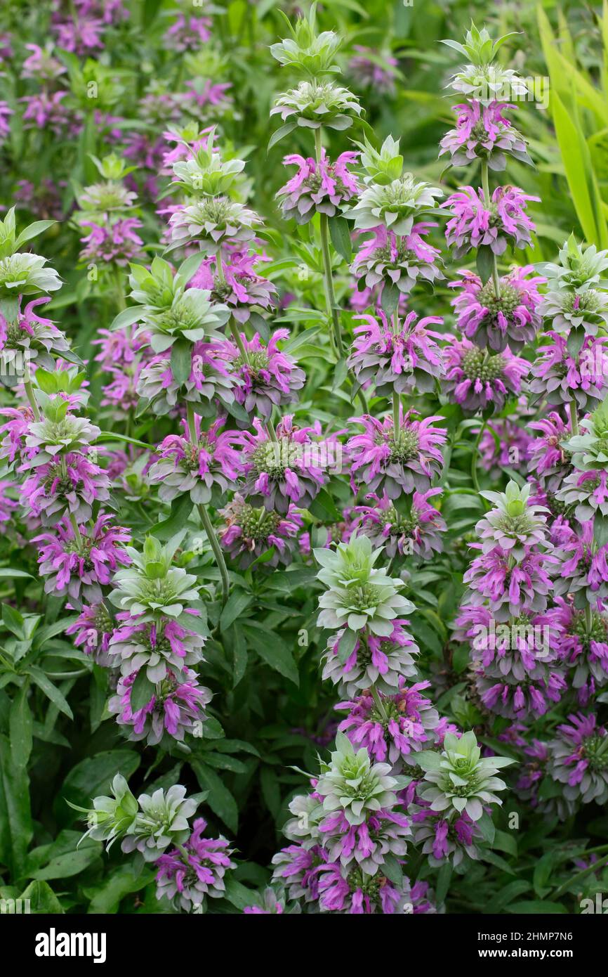 Monarda 'Lambada'. Monarda Hybrid 'Lambada 'ape balsamo fioritura in un bordo giardino di settembre. REGNO UNITO Foto Stock