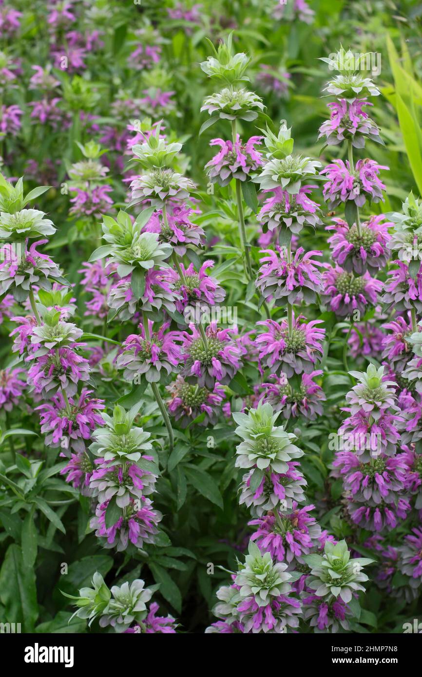 Monarda 'Lambada'. Monarda Hybrid 'Lambada 'ape balsamo fioritura in un bordo giardino di settembre. REGNO UNITO Foto Stock