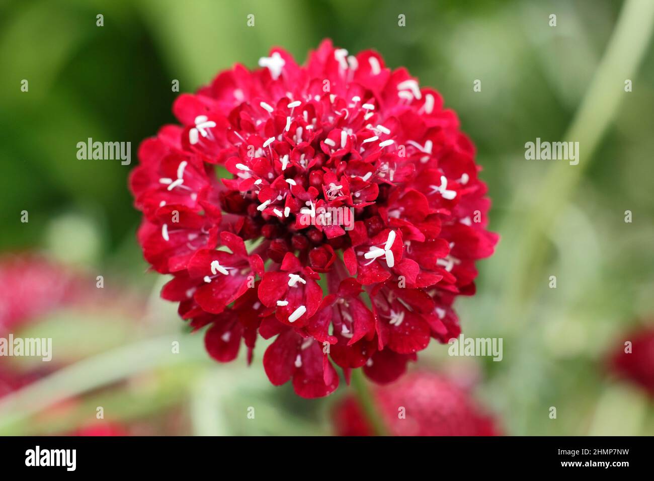 Scabiosa atropurpurea ‘Beau Borgogna’ fioritura nel mese di settembre. REGNO UNITO Foto Stock