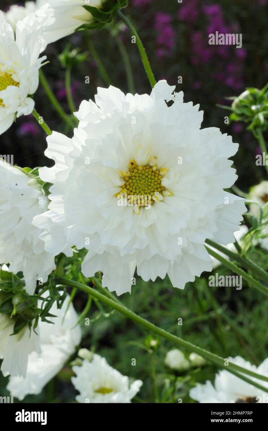 Fiore COSMOS. COSMOS bipinnatus 'Double Click Snow Puff' fioritura nel mese di settembre. REGNO UNITO Foto Stock