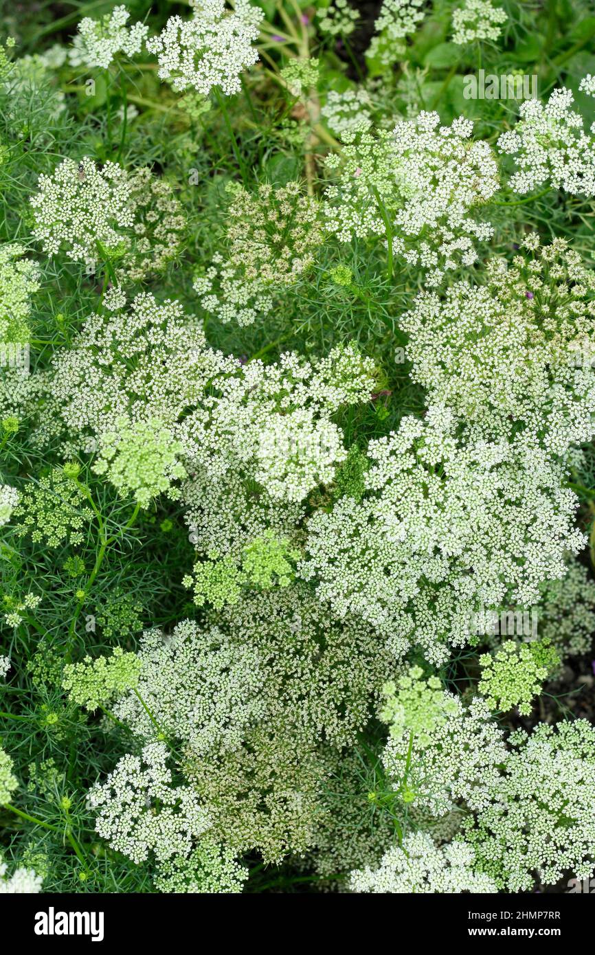 Ammi visnaga, 'Green Mist', chiamata anche piaga del vescovo e merletto della regina Anna. REGNO UNITO Foto Stock