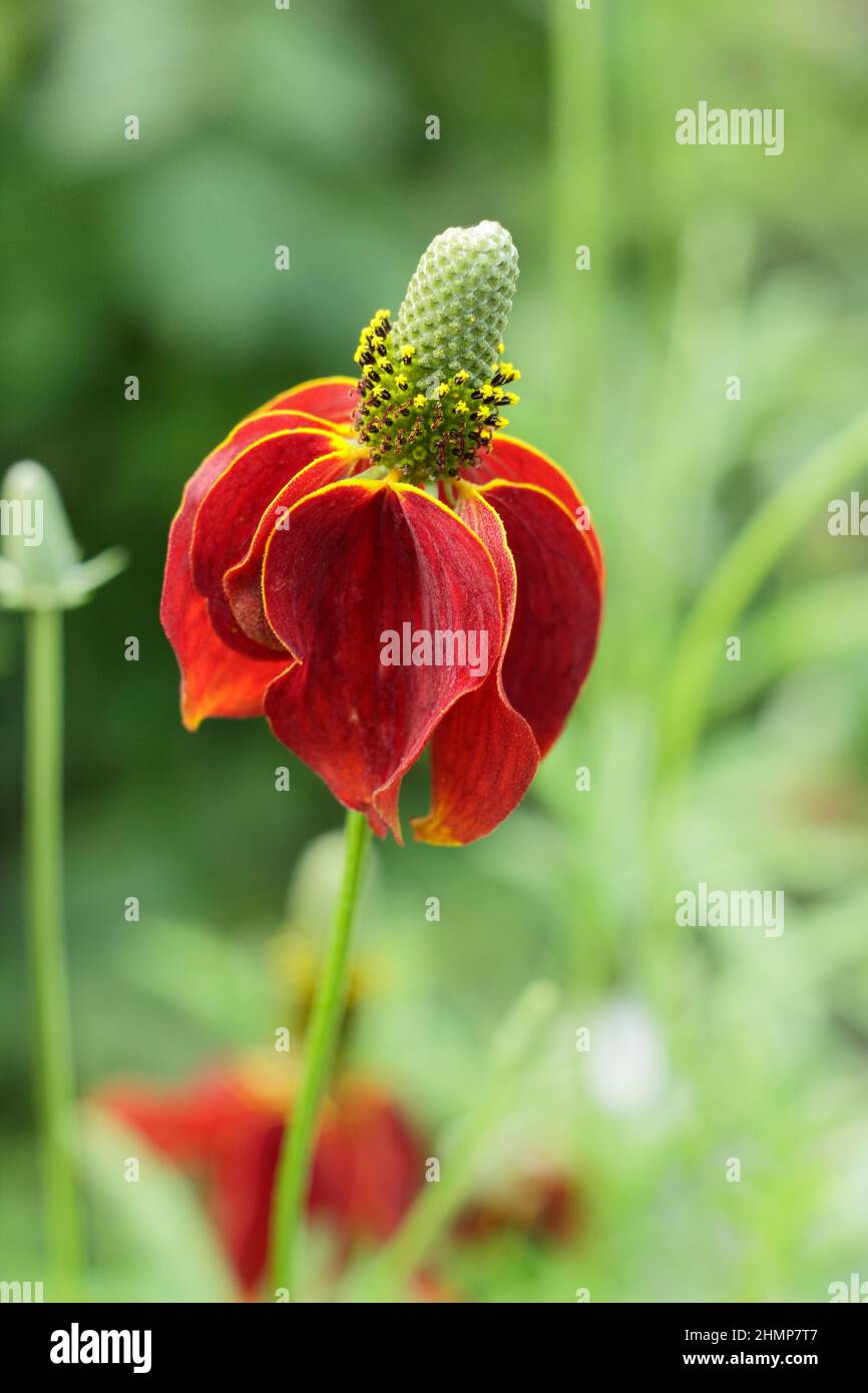 Ratibida columnifera 'Red Midget' prateria coneflower. Ratibida columnifera F. pulcherrima 'Red Midget' fioritura nel mese di settembre. REGNO UNITO Foto Stock