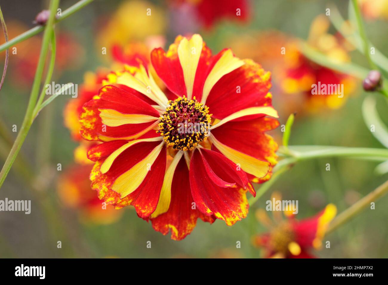 Coreopsis tinctoria, seme di tickseed di Dyer fiorito a fine estate. REGNO UNITO Foto Stock