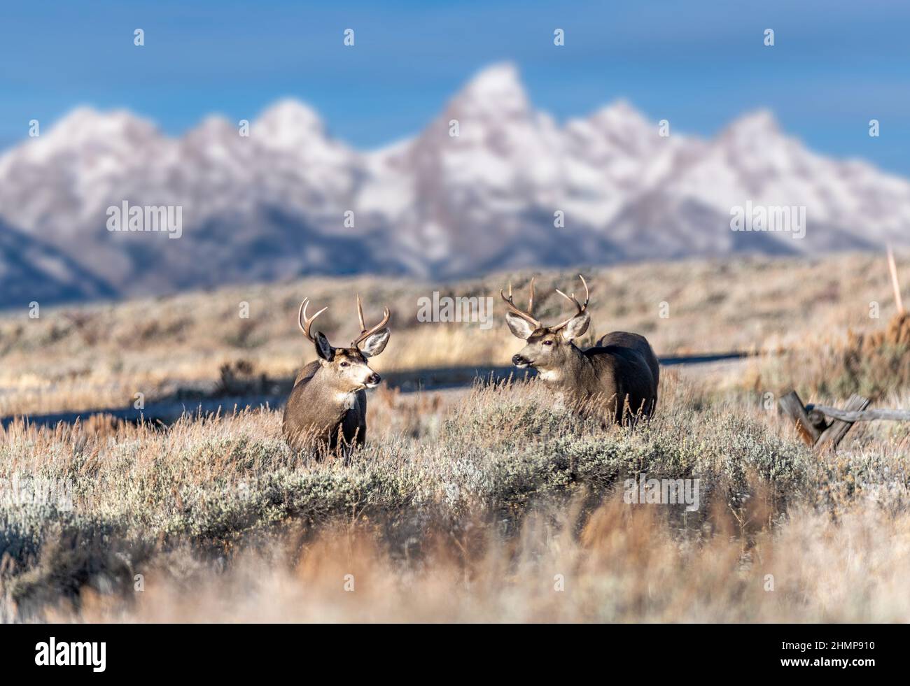 Animali selvatici nel parco nazionale di Grand Teton, parco nazionale di Yellowstone con montagna e sfondo di neve Foto Stock