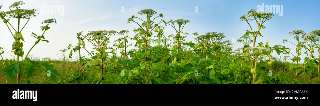 Piante velenose Ghiogweed gigante nel campo. Succo di questa pianta pericolosa che forma ustioni e vesciche sulla pelle umana. Conosciuto come Heracleum o Cow Parsnip Foto Stock