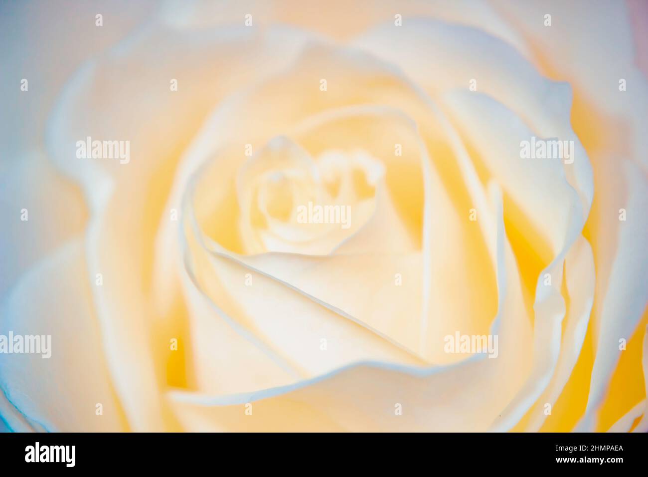 Primo piano rosa giallo chiaro con sfocatura. Fotografia di scorta Foto Stock