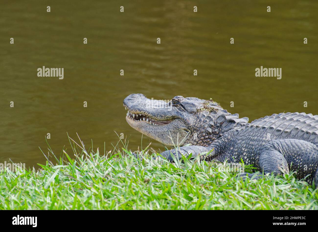 Primo piano di un alligatore americano sorridente a Avery Island, Louisiana, USA Foto Stock