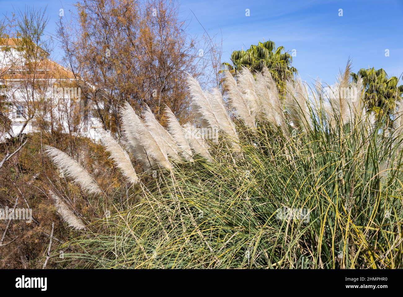 Cortaderia selloana, una specie di piante da fiore con il nome comune di pampas erba, ed è originaria del Sud America, tra cui il Pampas regi Foto Stock