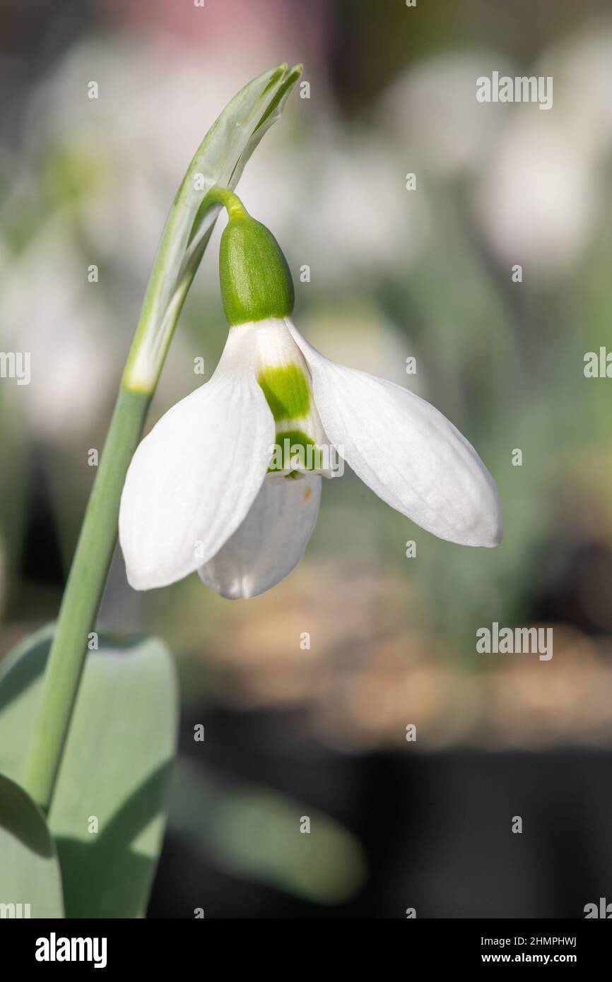 Primo piano di un nevreno più grande (galanthus elwesii) fiore in fiore Foto Stock