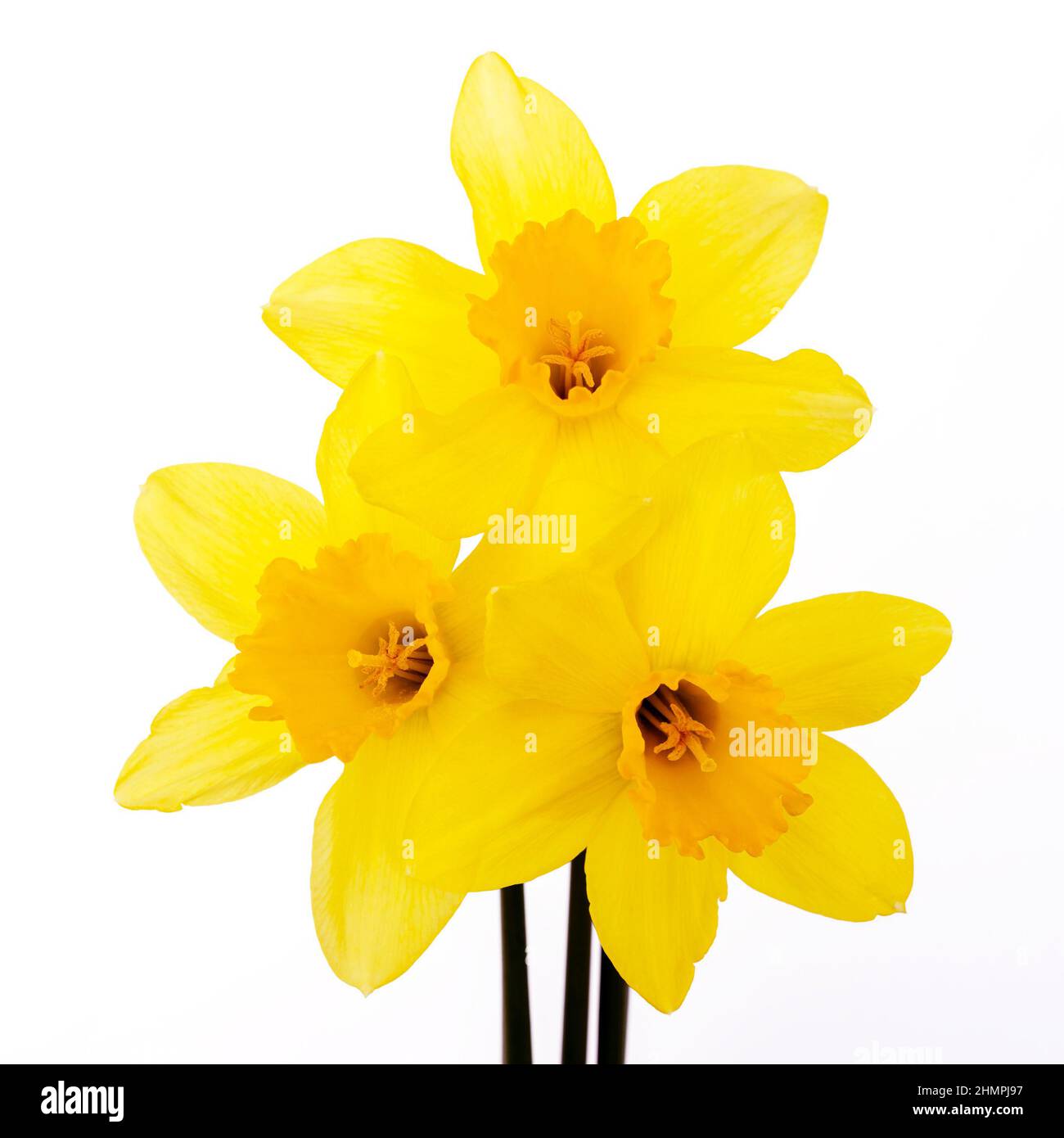 Carino naffodils giallo brillante isolato su sfondo bianco. Foto Stock