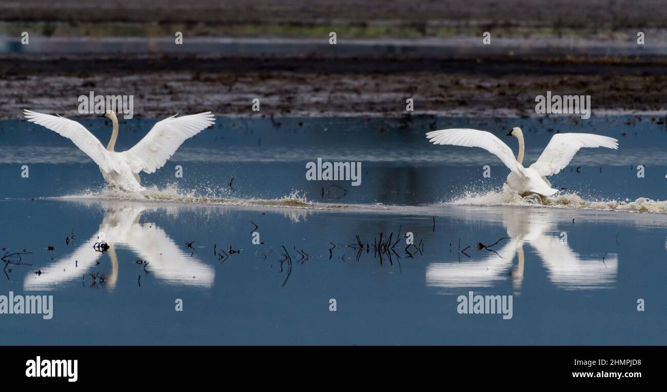 Two Trumpeter Swans Landing su un lago, British Columbia, Canada Foto Stock