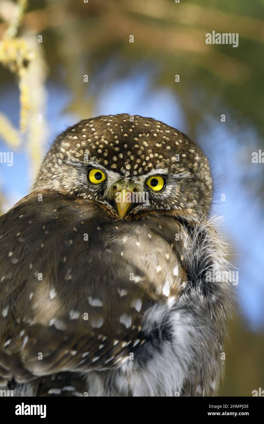 Gufo di pygmy settentrionale (gnoma glaucidium) arroccato in un abete di engelmann in inverno. Yaak Valley, MT. (Foto di Randy Beacham) Foto Stock