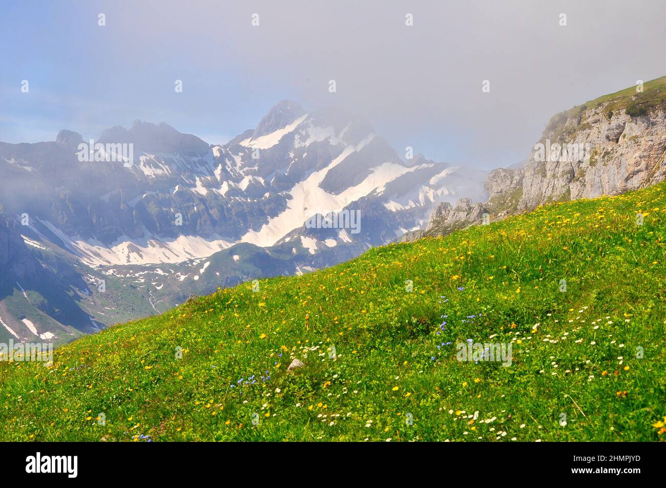 Fiori selvatici in un prato alpino, Ebenalp, Appenzeller, Svizzera Foto Stock