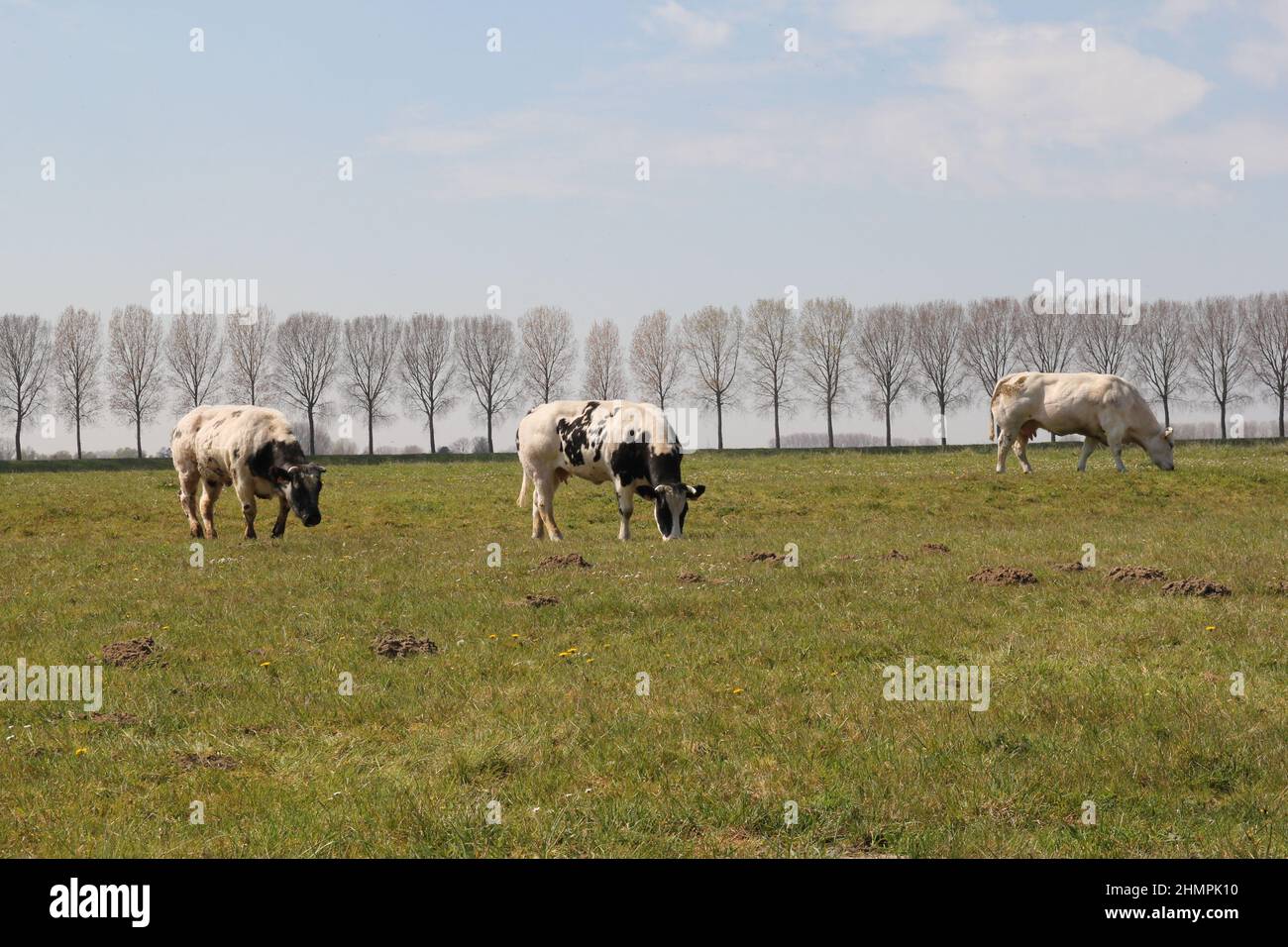 un fresco paesaggio olandese con mucche che pascolo in un prato verde e una fila di alberi e cielo blu sullo sfondo in primavera Foto Stock