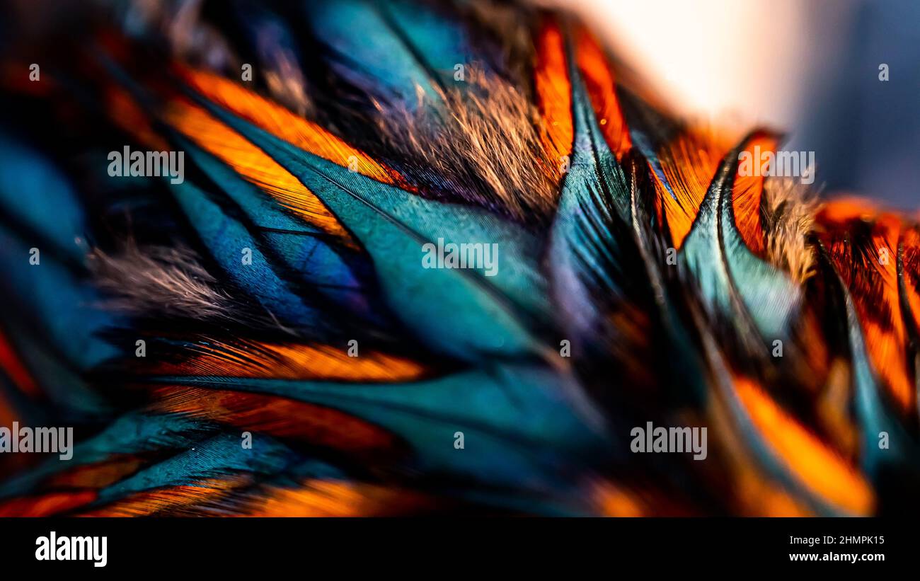Piume della Rooster Foto Stock