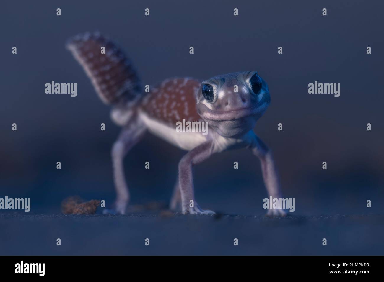 Primo piano di un gecko selvatico a tre righe con coda di pomolo (Nefrurus levis) nel deserto di notte, in Australia Foto Stock