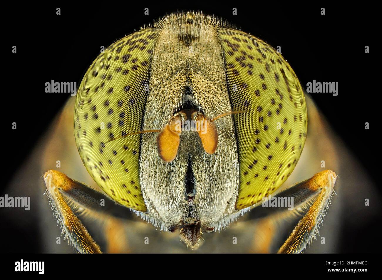 Il primo piano estremo degli occhi di una mosca, Indonesia Foto Stock
