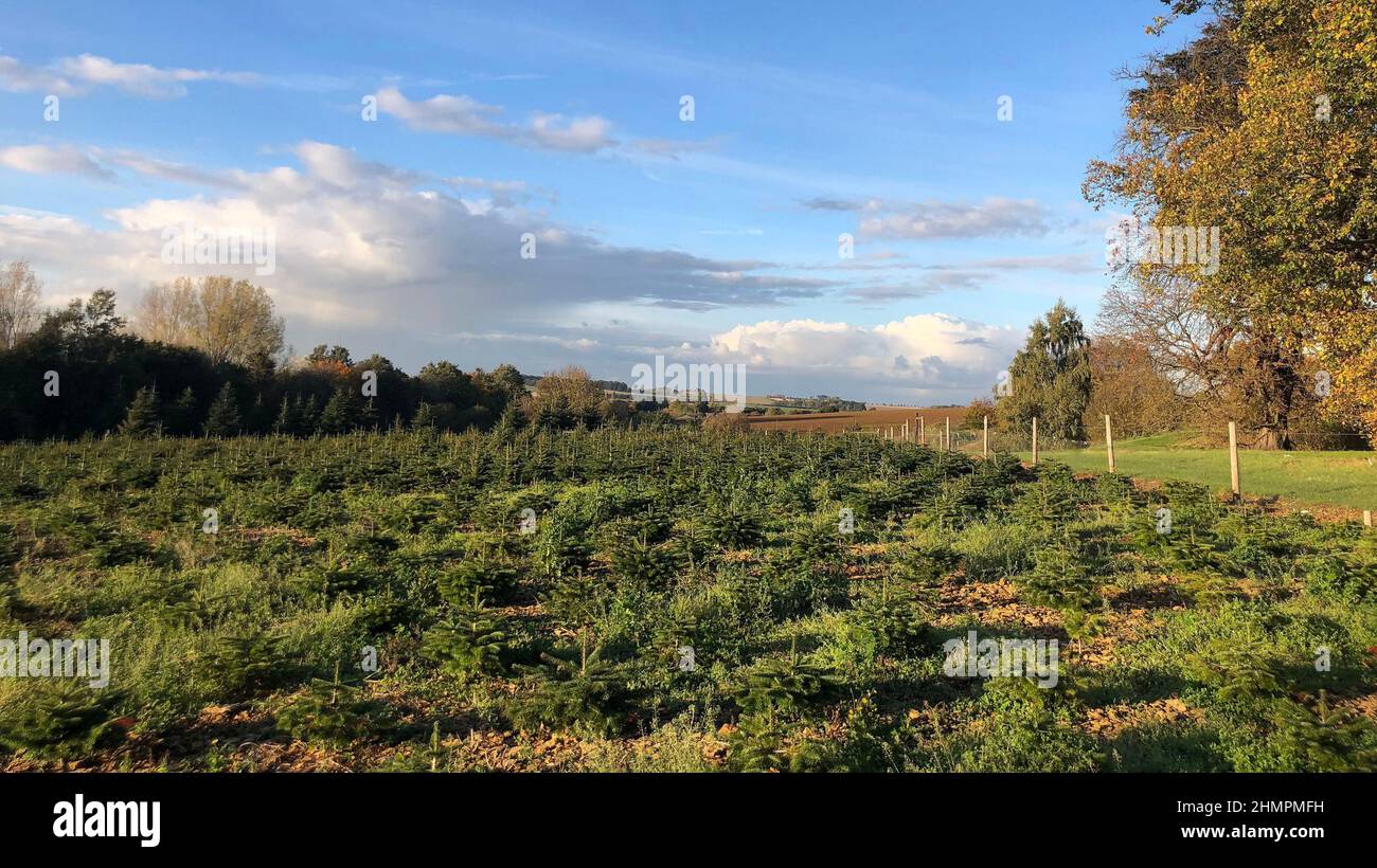 Syston Park Farm alberi di Natale Foto Stock