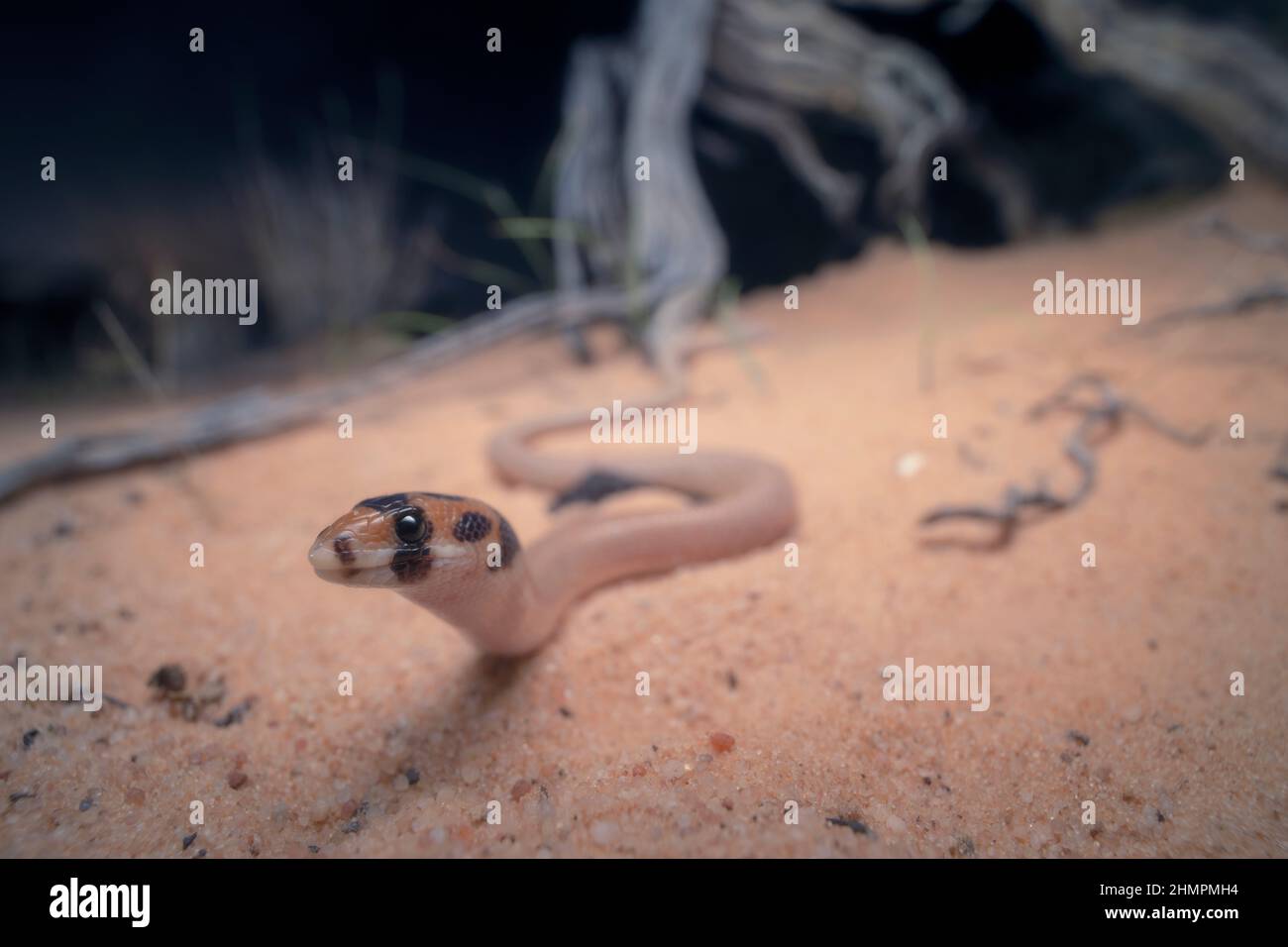 Lucertola con cappuccio (Pygopus nigriceps) in dune di sabbia di notte, Australia Foto Stock