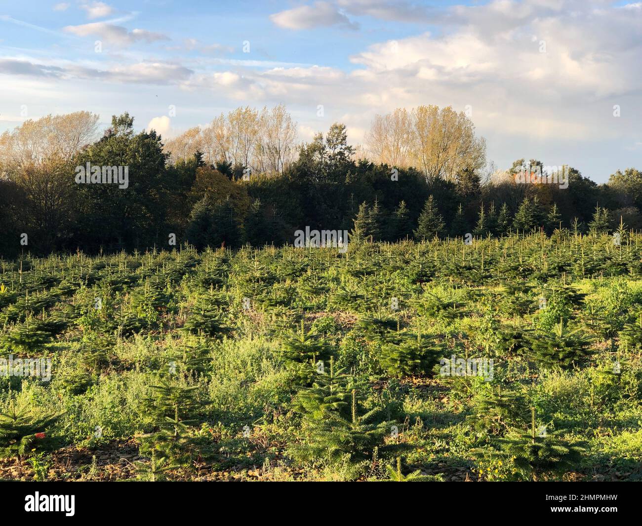 Syston Park Farm alberi di Natale Foto Stock