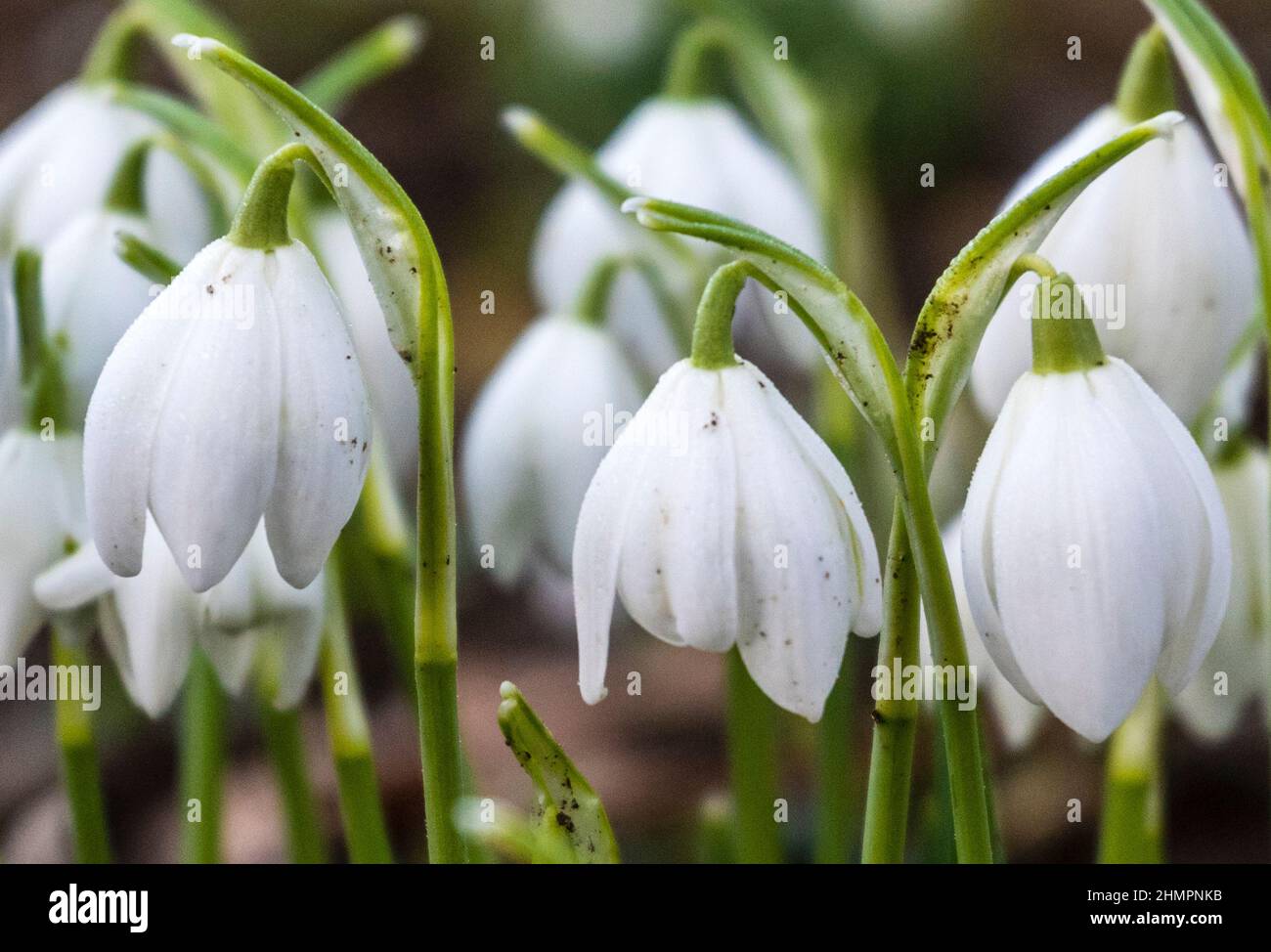 Leicestershire wolds Febbraio 2022: Golden noioso alba e neve gocce sopra i wolds Clifford Norton Alamy Foto Stock